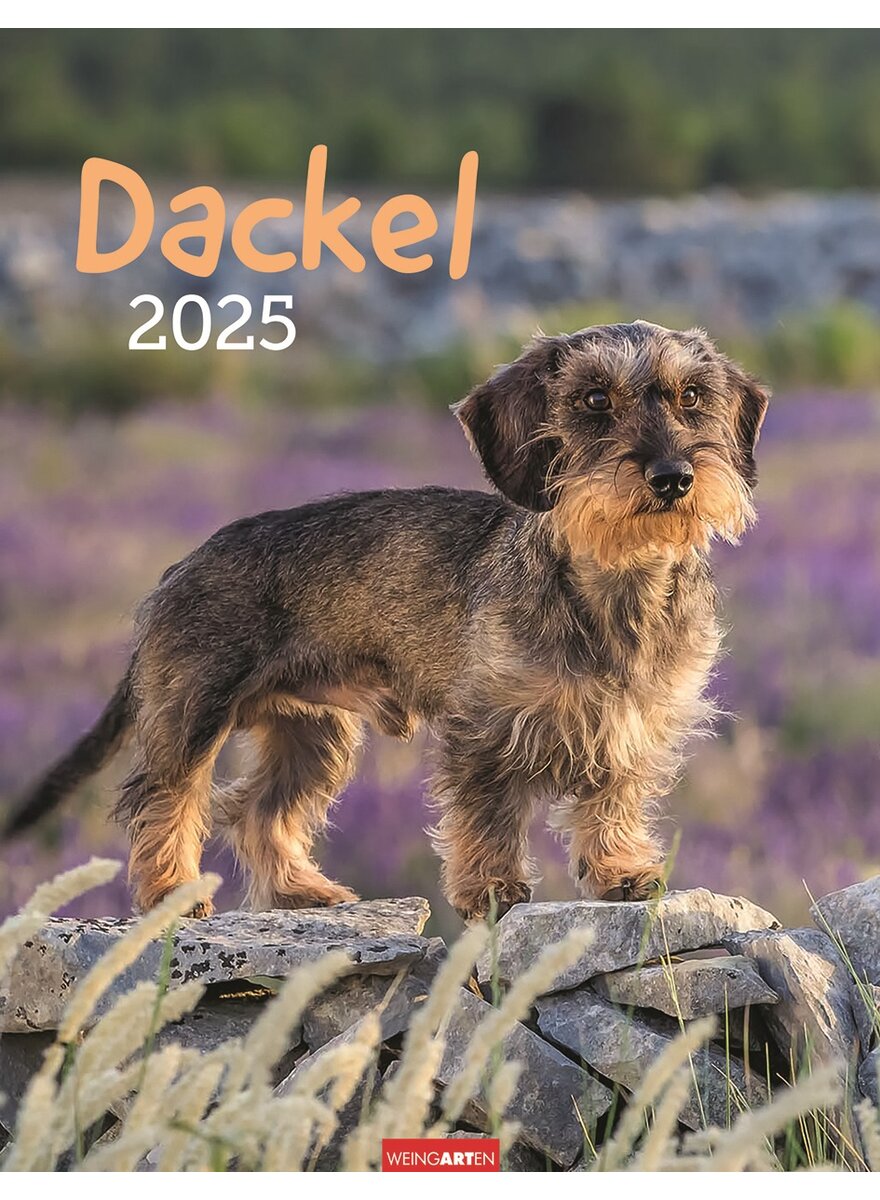 KALENDER DACKEL 2025 -