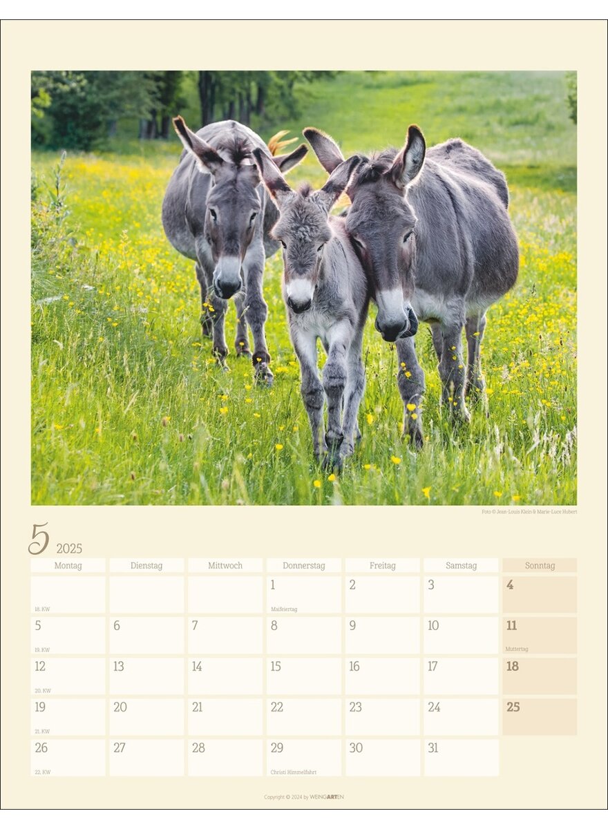 KALENDER ESEL 2025 - Bild 2