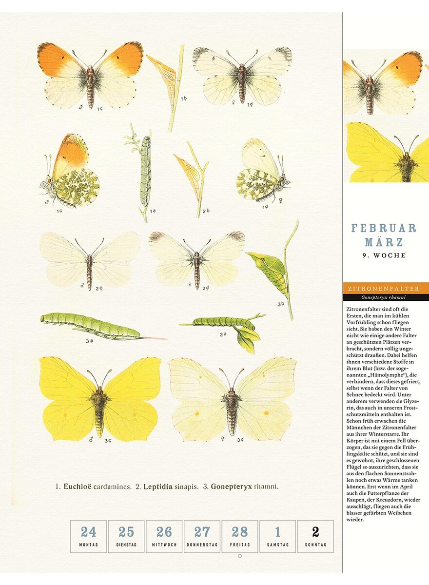 THORBECKES SCHMETTERLINGE- KALENDER 2025 - Bild 3