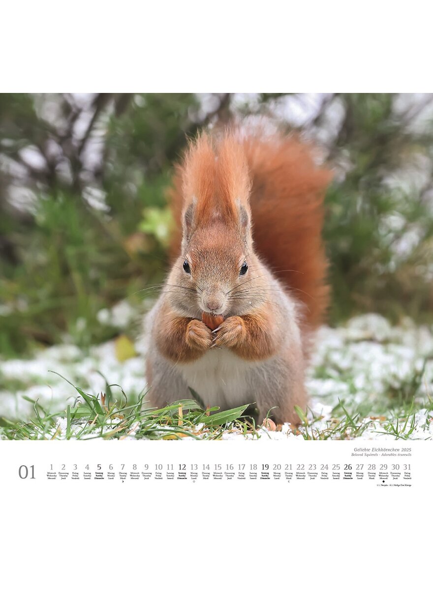 KALENDER GELIEBTE EICHHRNCHEN 2025 - CHRISTINE MEIER Bild 2