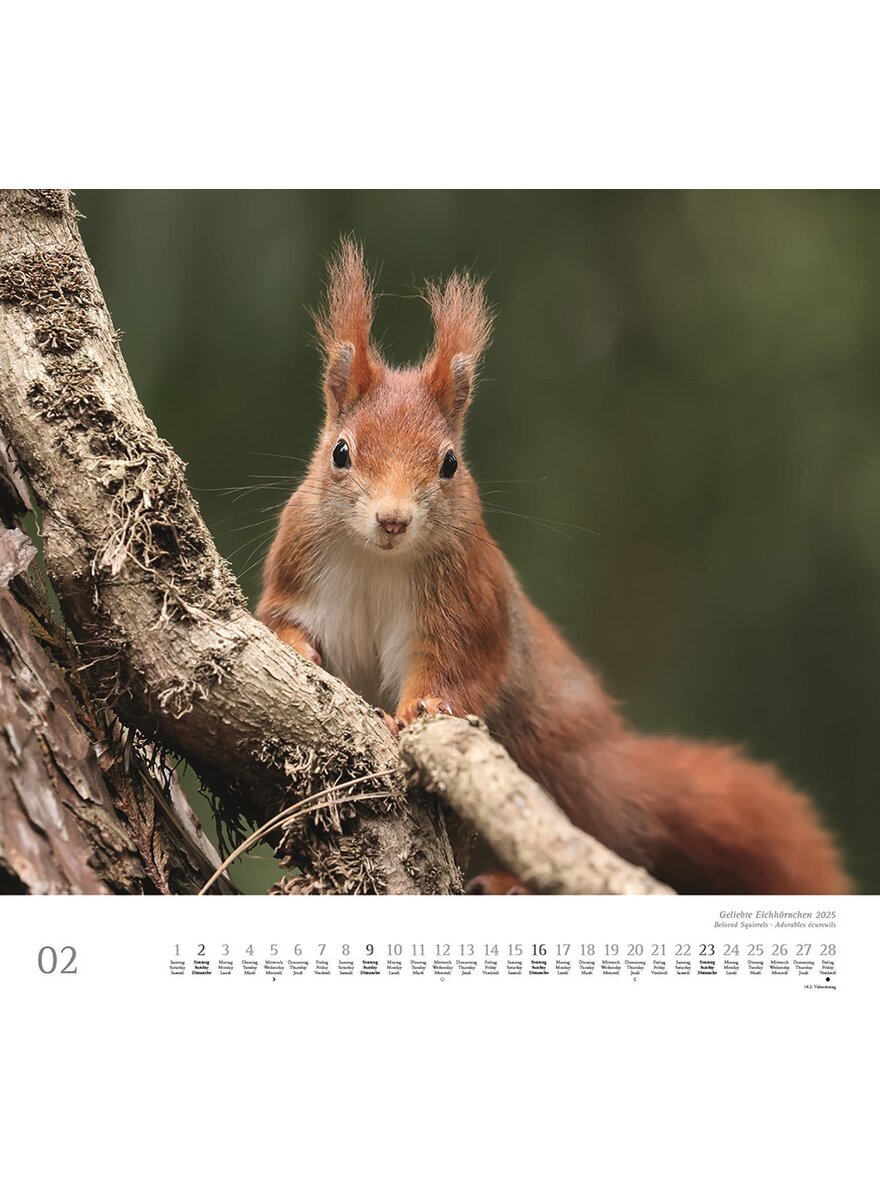 KALENDER GELIEBTE EICHHRNCHEN 2025 - CHRISTINE MEIER Bild 3