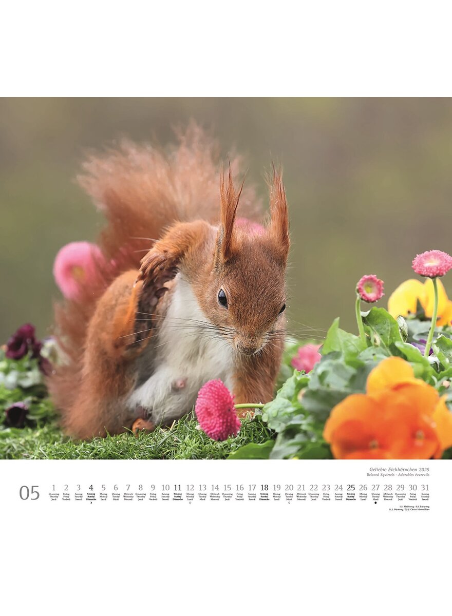 KALENDER GELIEBTE EICHHRNCHEN 2025 - CHRISTINE MEIER Bild 4