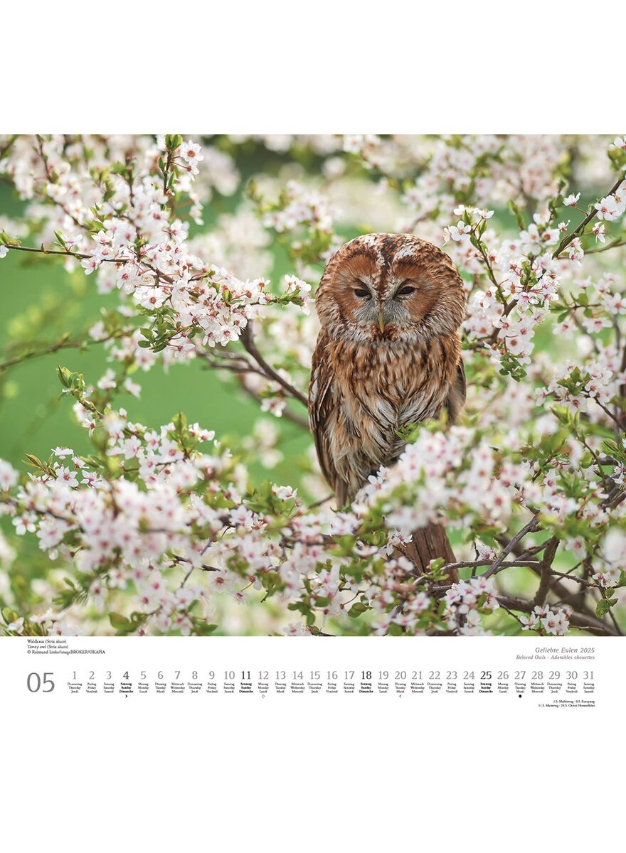 KALENDER GELIEBTE EULEN 2025 - Bild 4