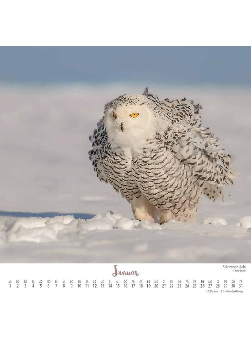 KALENDER INGO, POLDI UND FREUNDE 2025 - TANJA BRANDT Bild 2