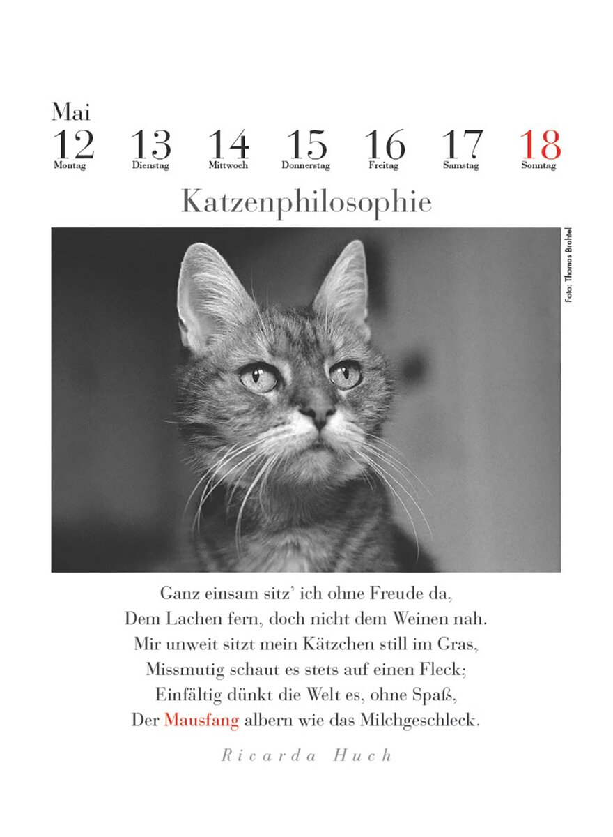 DER LITERARISCHE KATZEN- KALENDER 2025 - J. BACHSTEIN Bild 2