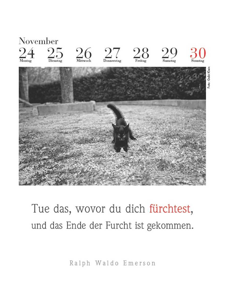 DER LITERARISCHE KATZEN- KALENDER 2025 - J. BACHSTEIN Bild 4