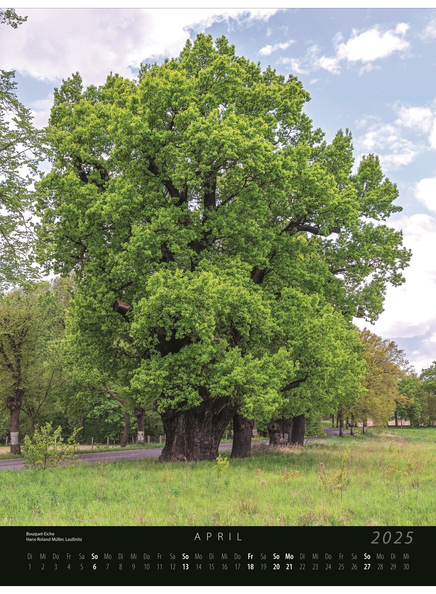 KALENDER CHARAKTER-BUME 2025 - DEUTSCHE DENDROLOG. GESELLS. Bild 2