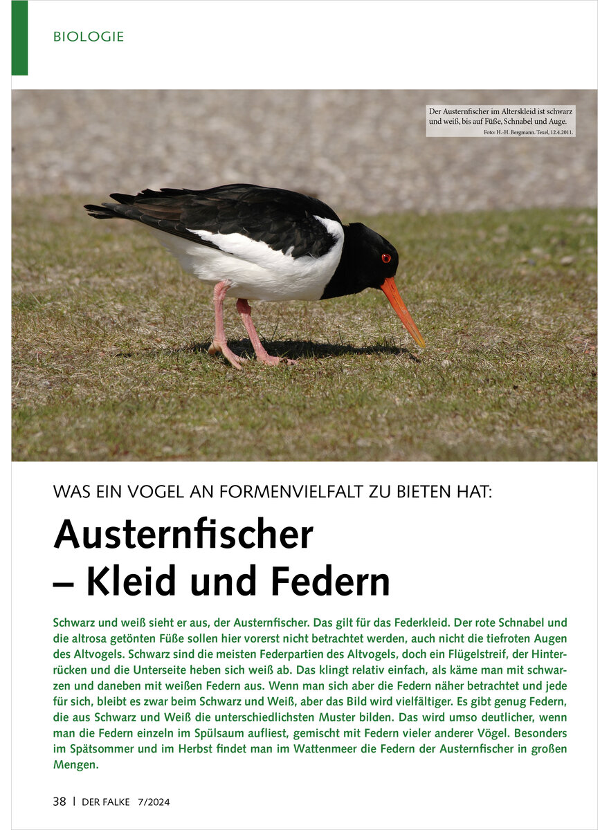 WAS EIN VOGEL AN FORMENVIELFAL T ZU BIETEN HAT AUSTERNFISCHER KLEID UND FEDERN