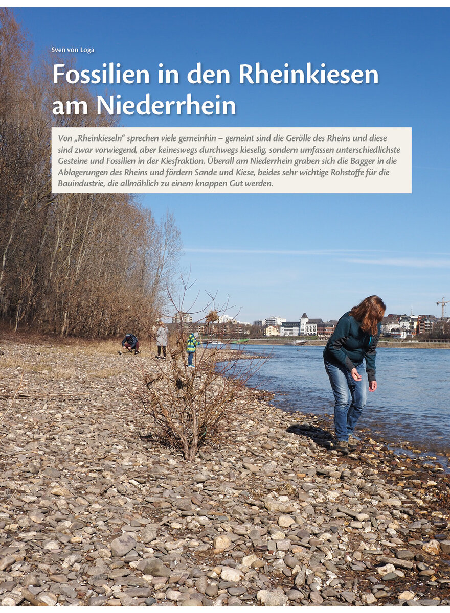 FOSSILIEN IN DEN RHEINKIESEN AM NIEDERRHEIN