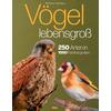 VÖGEL LEBENSGROß - STERRY/READ