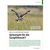 EINFLUG IN NORDWESTDEUTSCHLAND SPITZENJAHR FR DIE SUMPFOHR EULE?