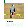 SCHLEIFENZUG UND NESTBESETZER: ROTFUSSFALKE
