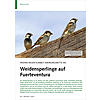 FRHER REGEN KURBELT NAHRUNGS KETTE AN: WEIDENSPERLINGE AUF FUERTEVENTURA