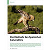 DIE RCKKEHR DES SPANISCHEN KAISERADLERS