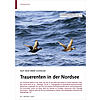 AUF DEM MEER ZUHAUSE: TRAUERENTEN IN DER NORDSEE