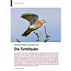 IMMER SELTENER ZU BEOBACHTEN: DIE TURTELTAUBE