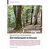 EINER DER LETZTEN ALTEN BUCHEN WLDER: DER KELLERWALD IN HESSEN