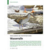 FERKELQUIEKEN UND WINTER TERRITORIEN: WASSERRALLE