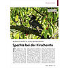 BEOBACHTUNGEN IM ALTEN OBSTBAU MHAIN: SPECHTE BEI DER KIRSCH ERNTE