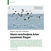 KRANICH, GANS, ENTE, KORMORAN: WENN VERSCHIEDENE ARTEN ZU SAMMEN FLIEGEN
