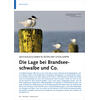 SEEVOGELKOLONIEN IN ZEITEN DER VOGELGRIPPE DIE LAGE BEI BRAND SEESCHWALBE UND CO