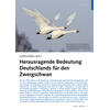 MONITORING ZEIGT HERAUSRAGENDE BEDEUTUNG DEUTSCHLANDS FÜR DEN ZWERGSCHWAN