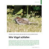 TRÄUME VOM FLIEGEN UND EIN NÄCHTLICHES GESANGSTALENT WIE VÖGEL SCHLAFEN