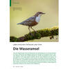 LEBEN ZWISCHEN STRÖMUNG UND STEIN DIE WASSERAMSEL