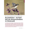 BRAUNKEHLCHEN DIE RÜCKKEHR DES WIESENSCHMÄTZERS IM WESTERWALD