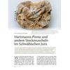 HARTMANNS PINNA UND ANDERE STECKMUSCHELN IM SCHWBISCHEN JURA