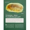OSTRAKODEN - KLEINE MUSCHEL- KREBSE GANZ GROSS